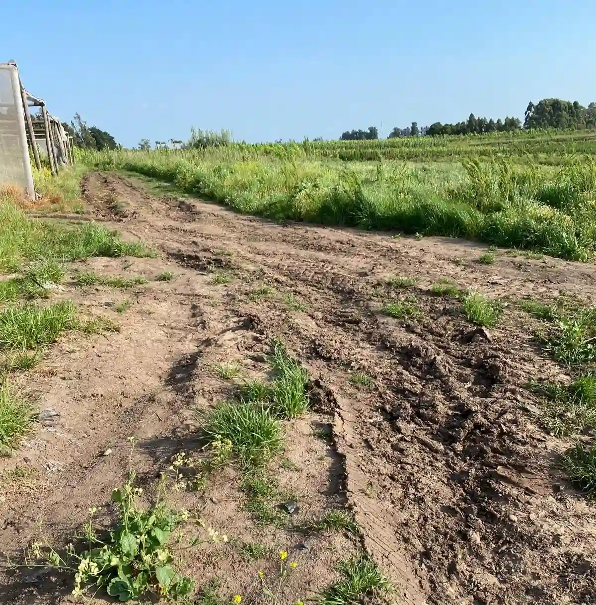 Proyecto de Caminería en vivero e ivernáculos de Vialmaquinaria - antes (proyecto 4)