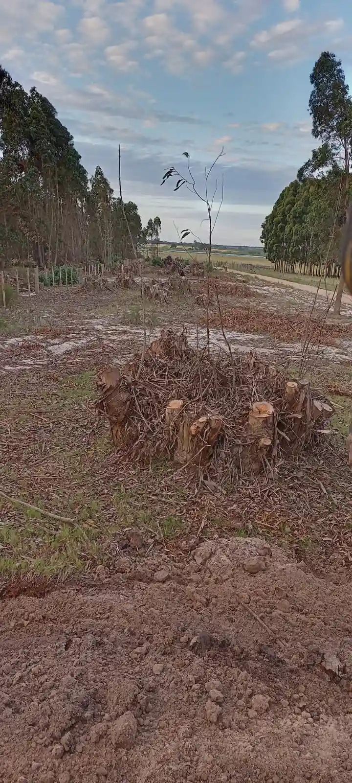 Limpieza de terreno y sacada de sepas hecha por Vialmaquinaria en Uruguay - antes (proyecto 3)